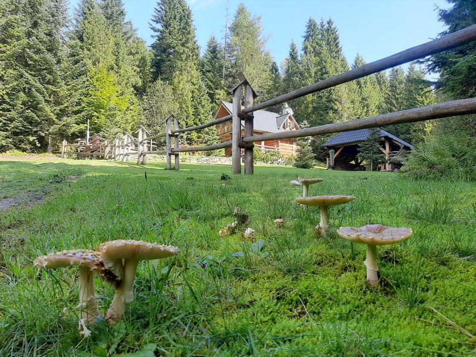 Villa Leśna Bacówka Nowy Targ Exterior foto